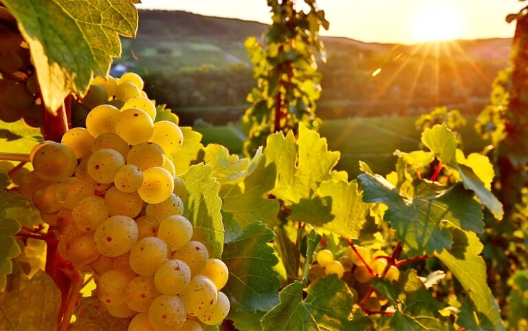 Riesling Trocken Alte Reben 2020
