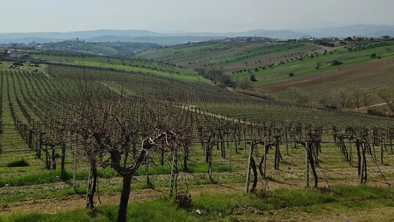 Degustazione del Montepulciano D’Abruzzo Colline Teramane DOCG