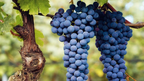 Immagine di un grappolo di Nebbiolo