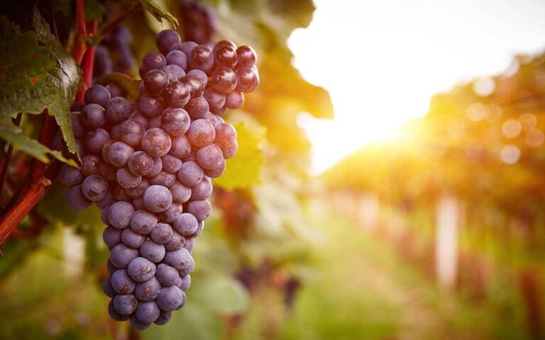 Immagine di un grappolo di Cannonau