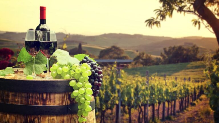 Sangiovese il vitigno vino rosso simbolo della Toscana