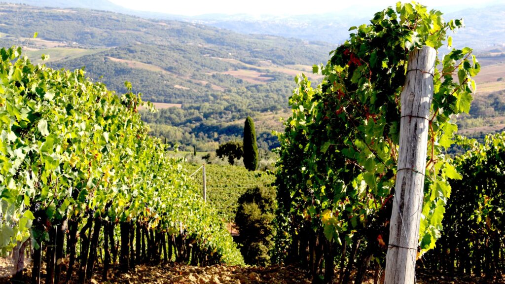 Migliori Brunello di Montalcino: I vigneti dell'Azienda Tornesi che produce il Benducce 570 uno dei Migliori Brunello di Montalcino di ispirazione territoriale che rimanda alle colline che lo circondano
