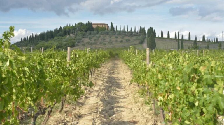 Brunello di Montalcino: quando la critica divide