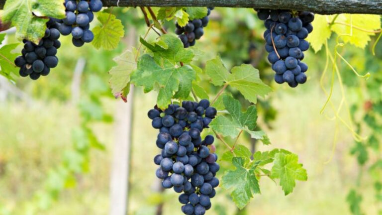 Vitigno Barbera nelle colline piemontesi, origine di Barbera d’Asti e Barbera del Monferrato