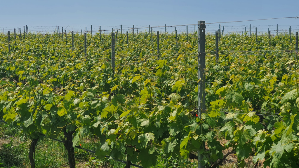 Immagine delle vigne dell'azienda agricola Solis Terrae che ospiterà l'evento StappaLa in Vigna