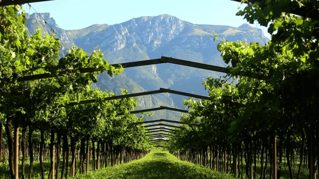 I vigneti allevati a Pergola Trentina nella Tenuta San Leonardo